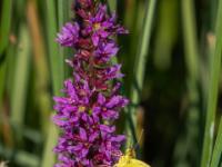 Postillon oder Wandergelbling